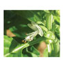 Basil Holy