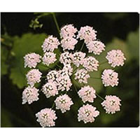 AniseSeed (Pimpinella anisum)