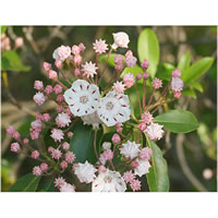 Bay Laurel