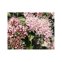 Candeia (Natural Bisabolol)
