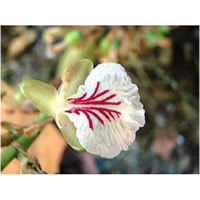 Cardamom Seed Select
