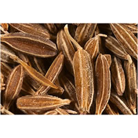 Cumin Seed SCO2