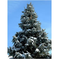 Fir Needle Silver