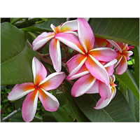 Frangipani absolute