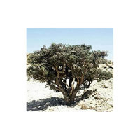 Frankincense Organic Boswellia serrata