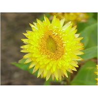 Helichrysum italicum Organic