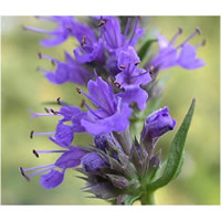 Hyssop