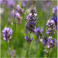 Lavender French Medicinal Quality