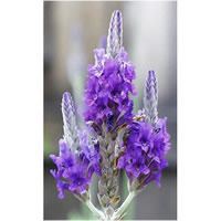 Lavender Spike