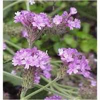 Lemon Verbena