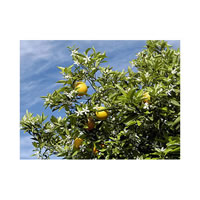 Neroli Compound