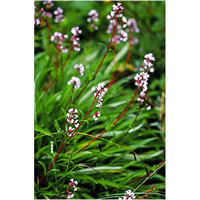 Spikenard