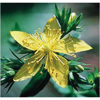 St John�s Wort