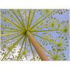 Angelica archangelica Organic