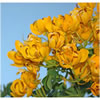 Cassia Leaf