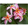 Frangipani absolute