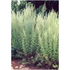 Lanyana (Artemesia family)