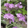 Lemon Verbena
