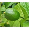 Lime Peel CP