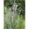 Mugwort