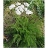 Yarrow Deep Blue