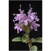 Thyme serpolet